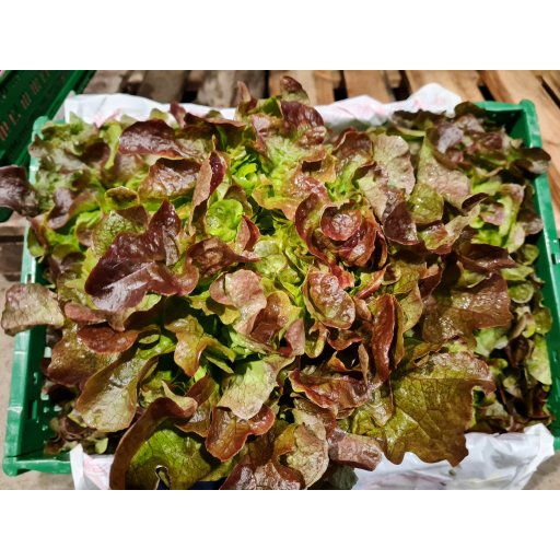 Eichblattsalat rot franz. NATURLAND +250g | 12St