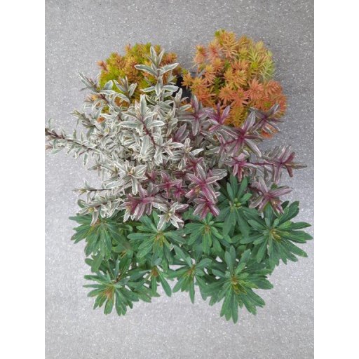 Herbst-Mix z.B. Hebe, Sedum, Euphorbie 12er-Topf