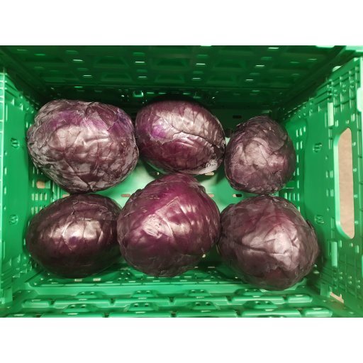 Rotkohl 900 -1200g 5-7St