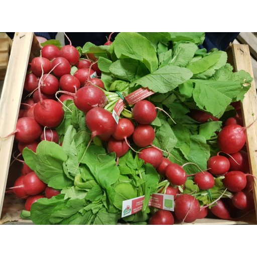 Radieschen rot rund ital. DEMETER +100g | 12-15St