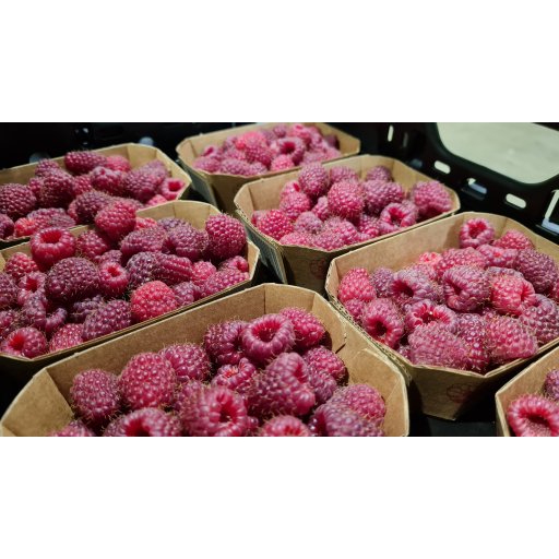 Himbeeren - Papierschalen ohne Deckel