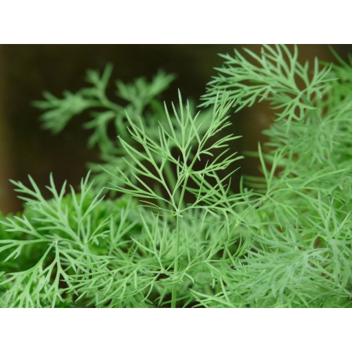 Dill ca.40g
